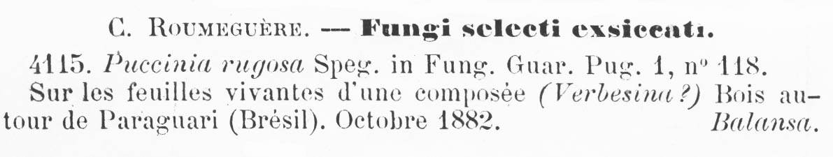 Puccinia rugosa image