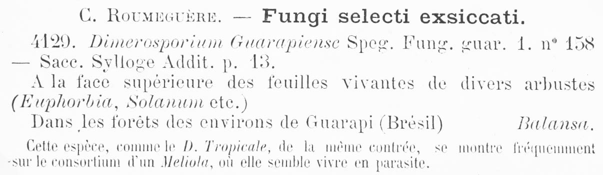 Dimerosporium guarapiense image