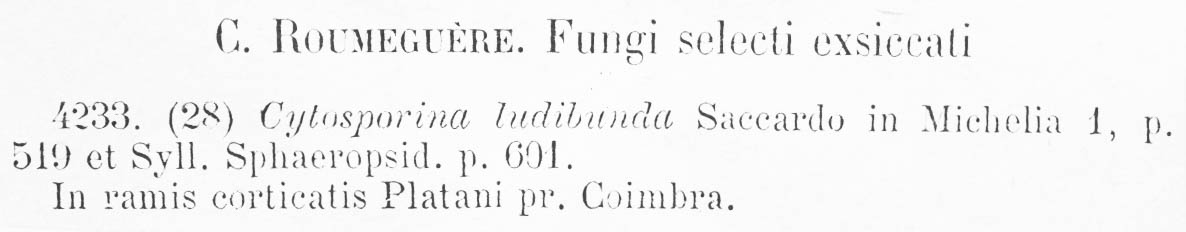 Cytosporina ludibunda image