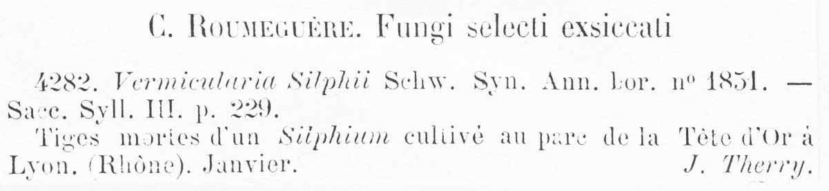 Vermicularia silphii image