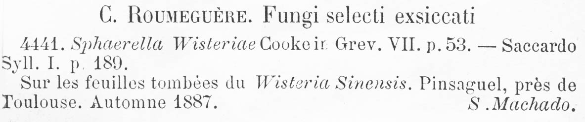 Sphaerella wisteriae image