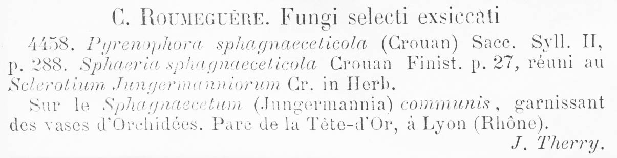 Pyrenophora sphagnaeceticola image