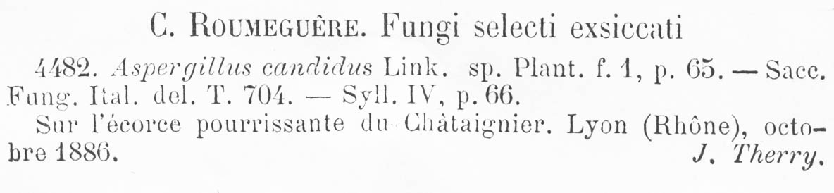 Aspergillus candidus image