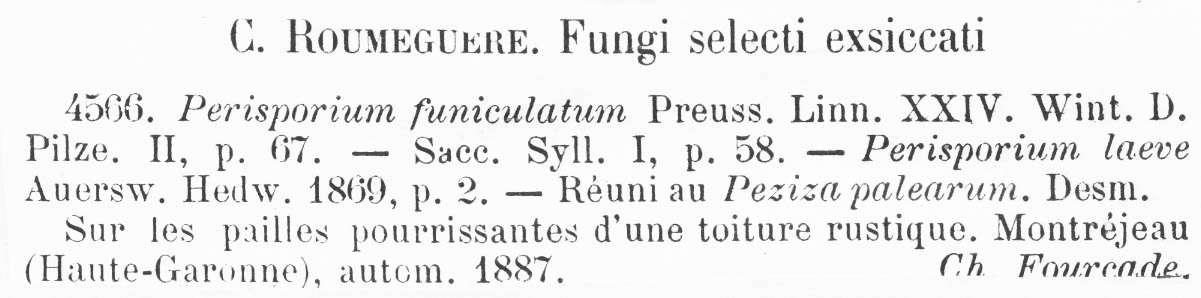 Perisporium funiculatum image