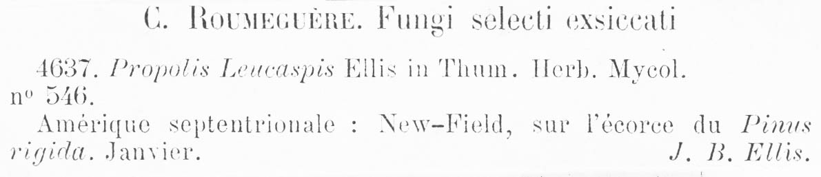 Propolis leucaspis image