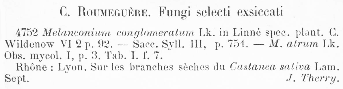 Melanconium conglomeratum image