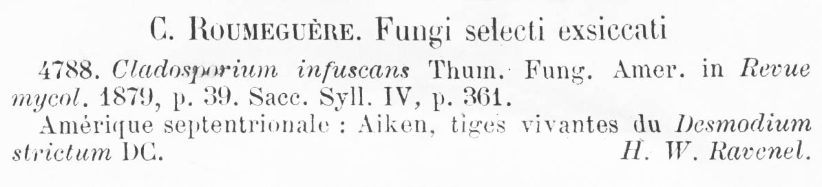 Dendryphiella infuscans image