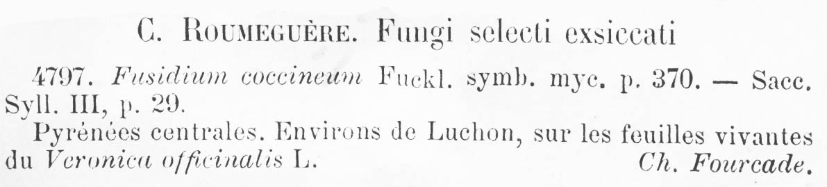 Fusidium coccineum image