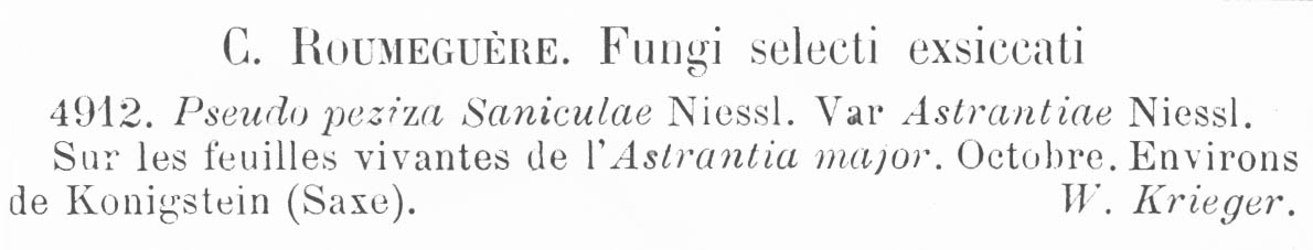 Pseudopeziza saniculae var. astrantiae image