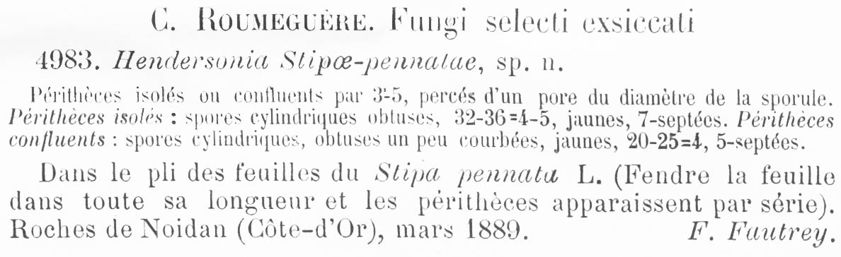 Hendersonia stipae-pennatae image