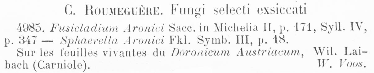 Fusicladium aronici image