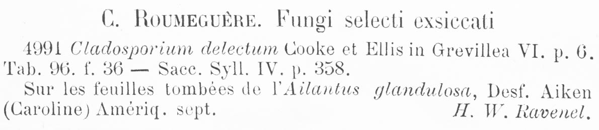 Cladosporium delectum image