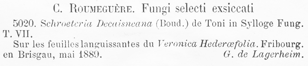 Schroeteria decaisneana image