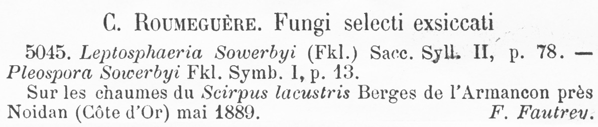 Leptosphaeria sowerbyi image