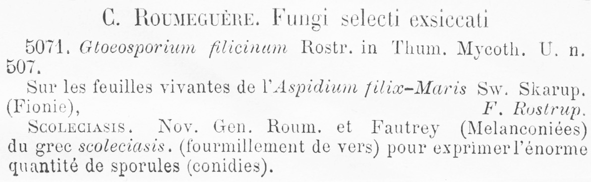 Gloeosporium filicinum image