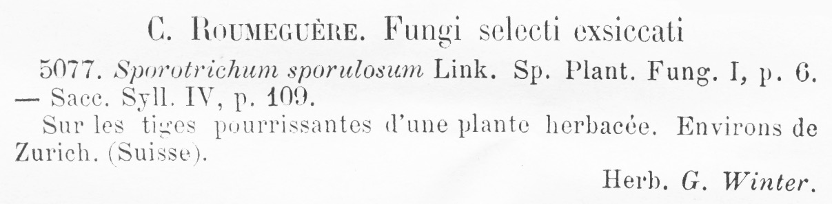 Trichoderma polysporum image