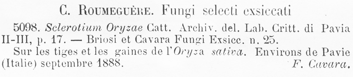 Magnaporthe salvinii image