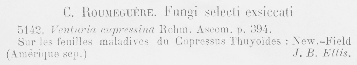 Venturia cupressina image