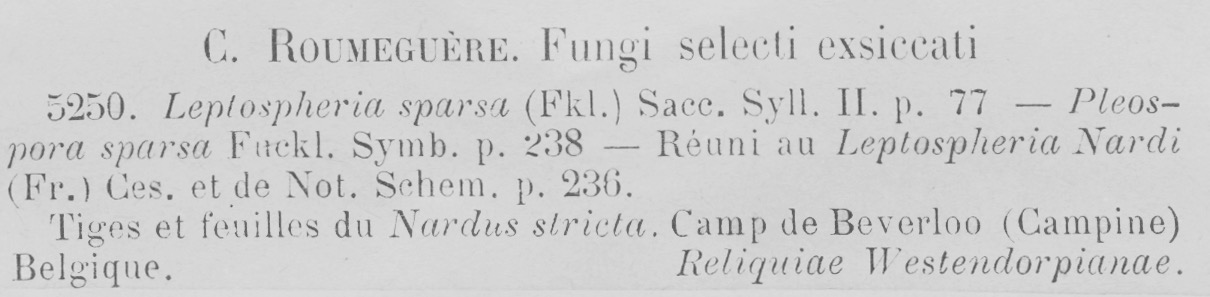 Leptosphaeria sparsa image