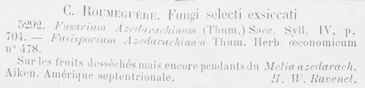 Fusarium azedarachinum image
