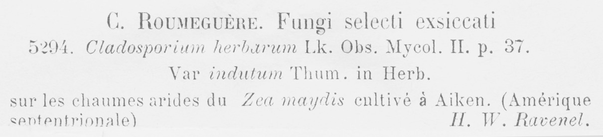 Cladosporium herbarum var. indutum image