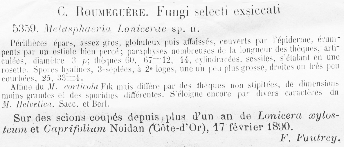 Metasphaeria lonicerae image