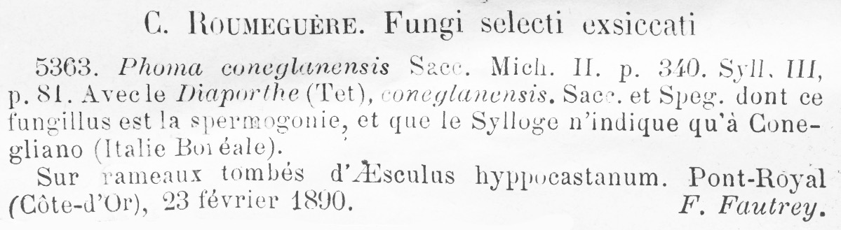 Diaporthe coneglanensis image