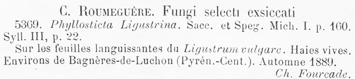 Phyllosticta ligustrina image