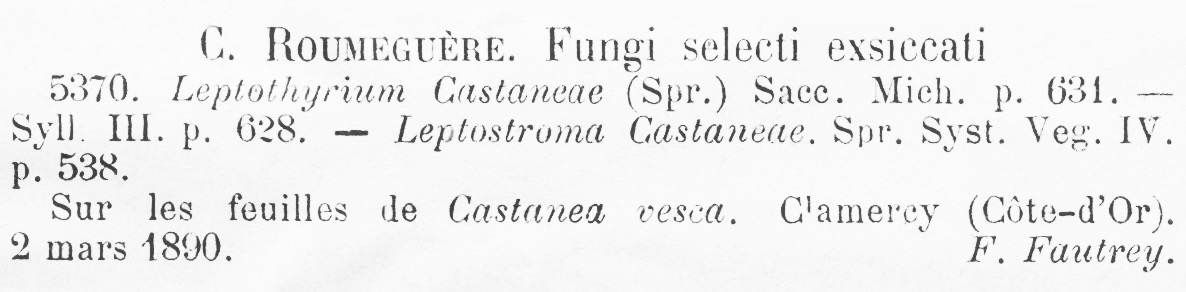 Leptothyrium castaneae image