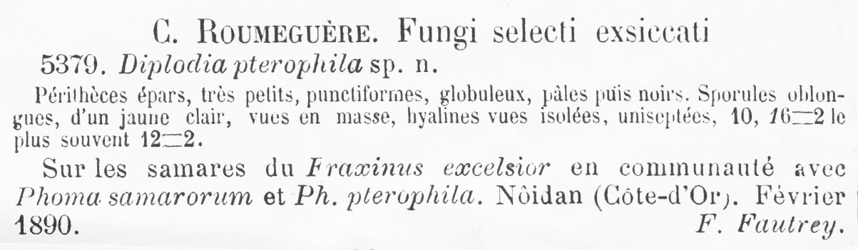 Diplodia pterophila image