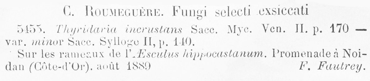 Thyridaria incrustans var. minor image