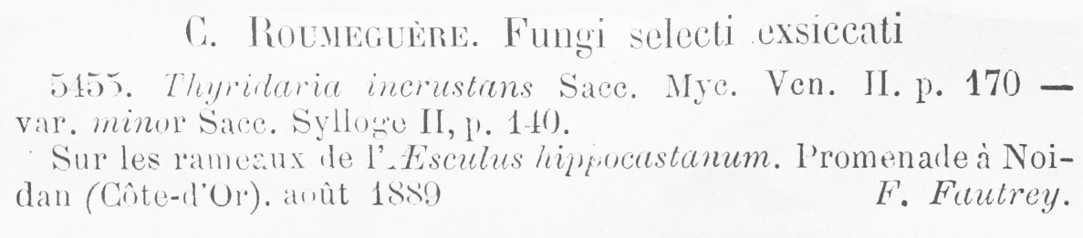 Thyridaria incrustans var. minor image