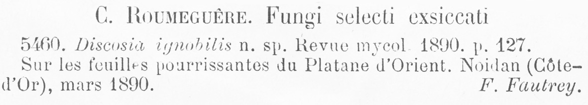 Discosia ignobilis image