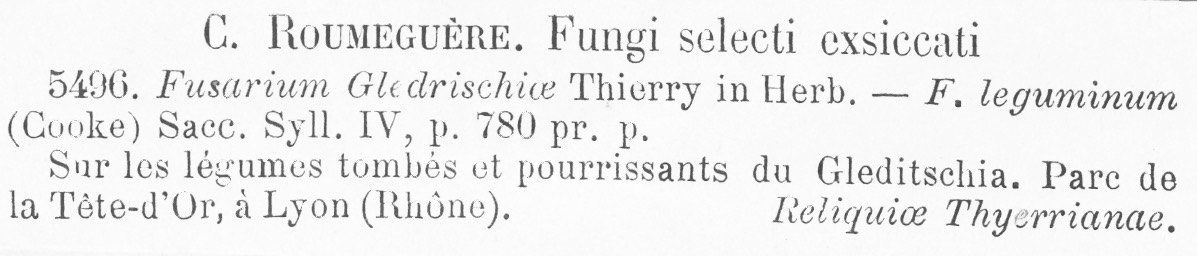 Fusarium gleditschiae image