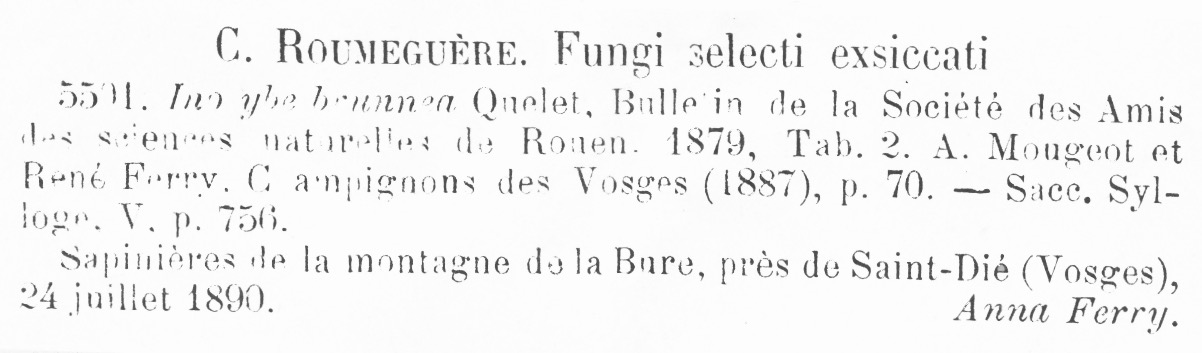 Inocybe brunnea image