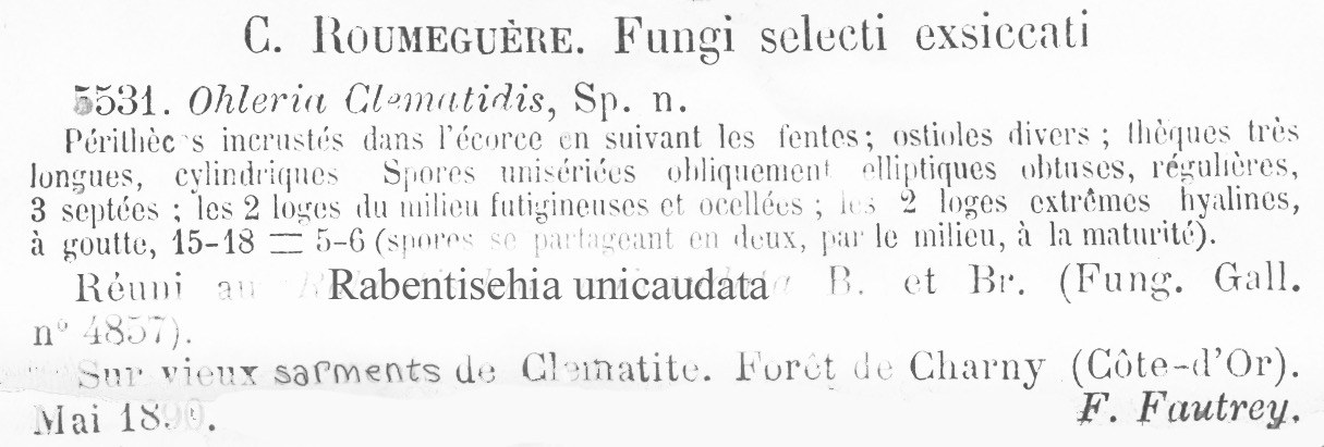 Ohleria clematidis image