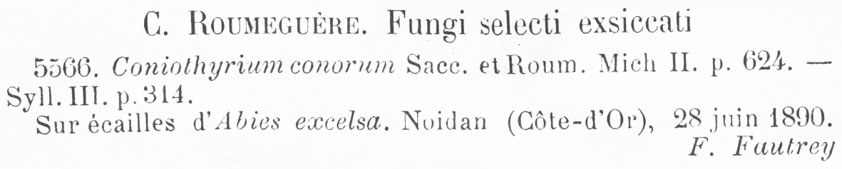 Coniothyrium conorum image