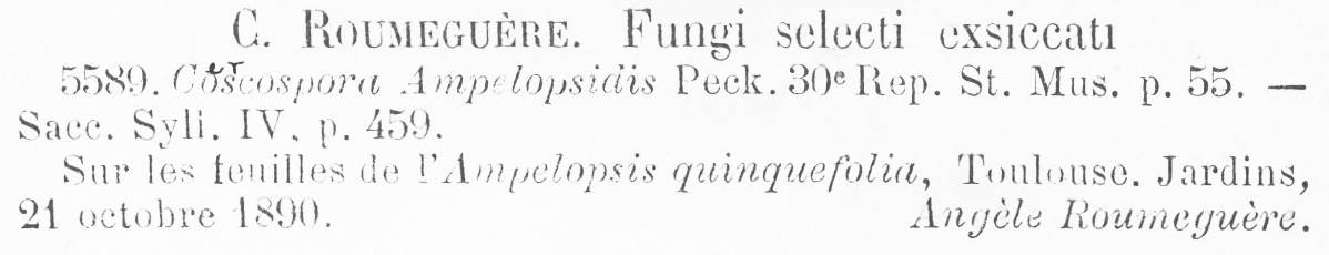 Cytospora ampelopsidis image