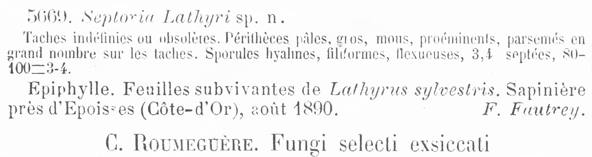 Septoria lathyri image