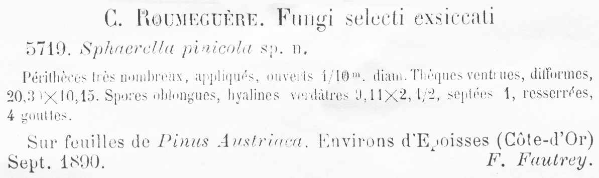 Sphaerella pinicola image