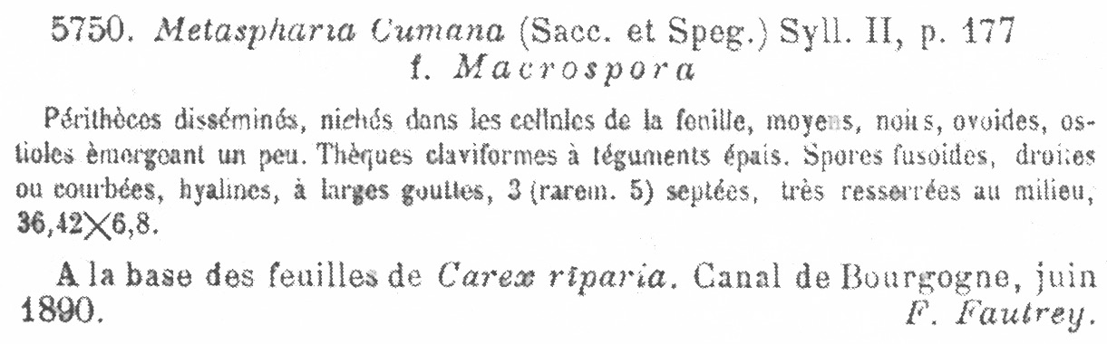 Metasphaeria cumana f. macrospora image