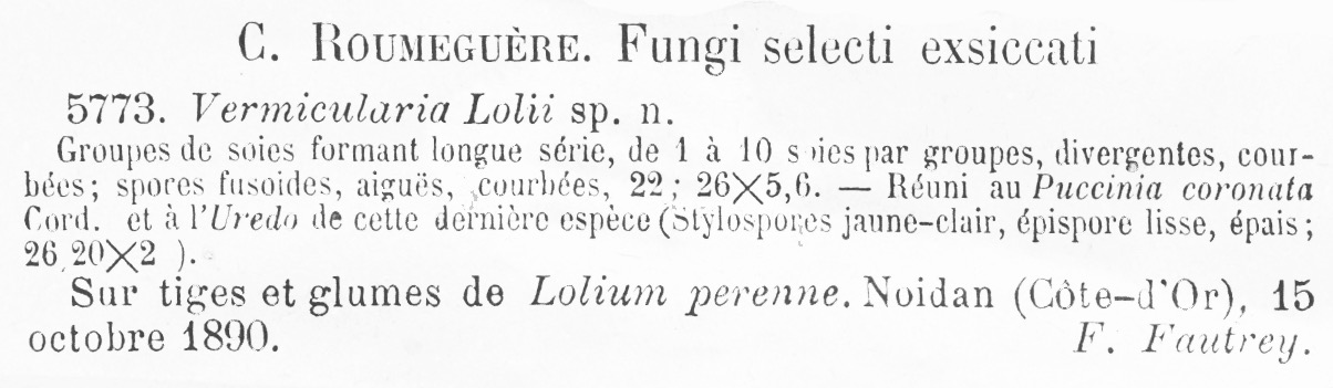 Vermicularia lolii image