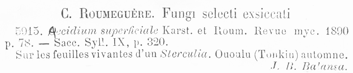 Aecidium superficiale image