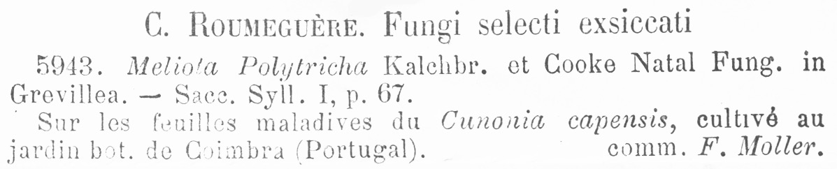 Meliola polytricha image