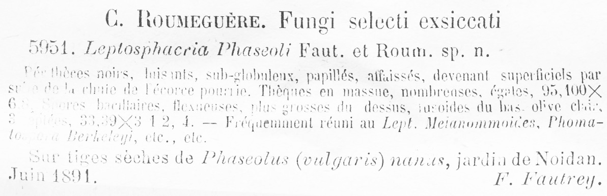 Leptosphaeria phaseoli image