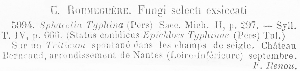 Epichloë phina image