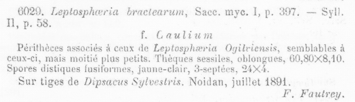 Leptosphaeria bractearum image