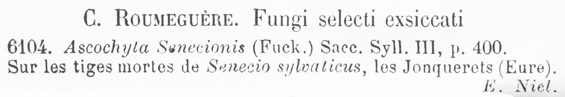 Ascochyta senecionis image