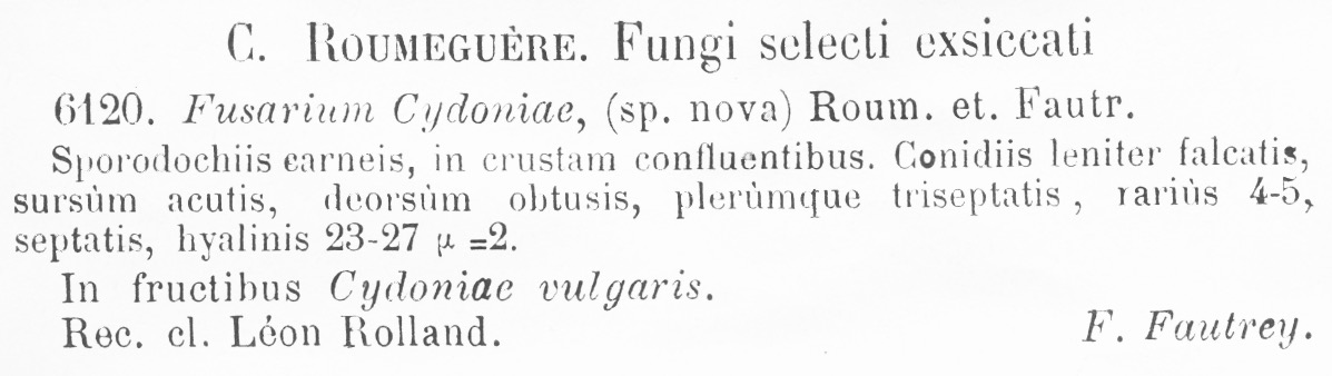 Fusarium cydoniae image
