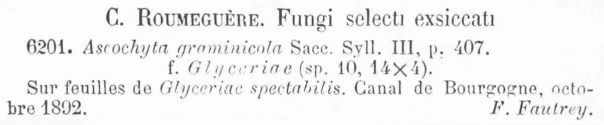 Ascochyta graminicola f. glyceriae image